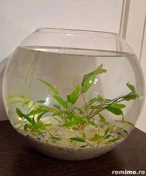 Bol mare pentru pesti, cu plante naturale