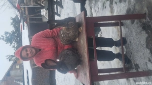 Vand iepuri de rasa  - imagine 3