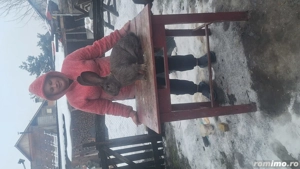 Vand iepuri de rasa  - imagine 2