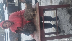 Vand iepuri de rasa  - imagine 4