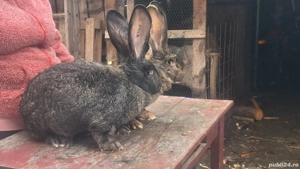 Vand iepuri de rasa  - imagine 5