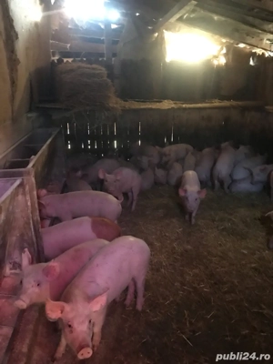 Porci si purcei - imagine 2