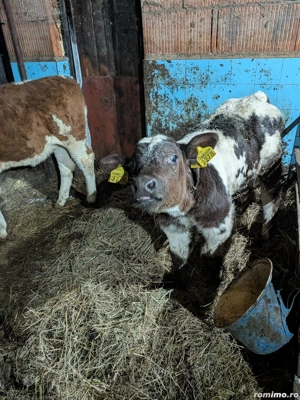 vițel belgian  - imagine 2