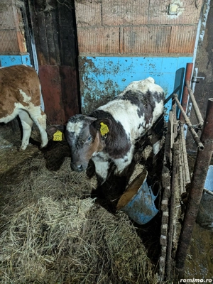 vițel belgian  - imagine 3