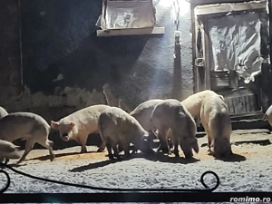 Porci de vânzare  - imagine 4