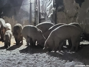 Porci de vânzare  - imagine 2