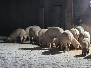 Porci de vânzare  - imagine 3