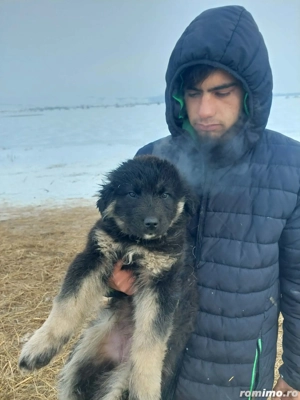 Căței Ciobanesc de vânzare  - imagine 4