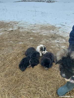 Căței Ciobanesc de vânzare  - imagine 2