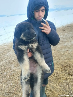 Căței Ciobanesc de vânzare  - imagine 5