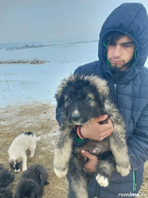 Căței Ciobanesc de vânzare  - imagine 3