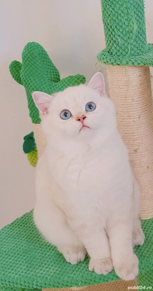 british shorthair pedigree