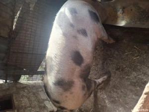 Vând schimb purcea 180 200 kg