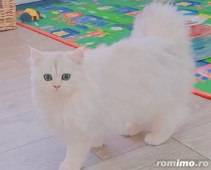 baiat scotish straight