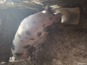 Vând schimb purcea 180 200 kg - imagine 2