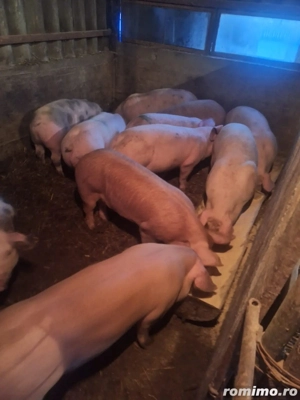 Vând porci marele alb  - imagine 5