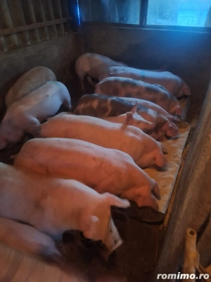 Vând porci marele alb 