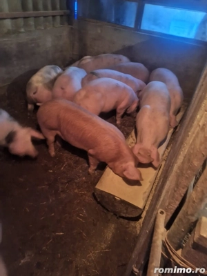 Vând porci marele alb  - imagine 4