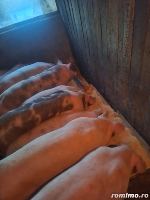 Vând porci marele alb  - imagine 2