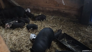 purcei Vietnamezi  - imagine 2