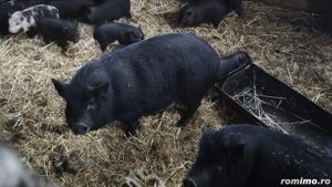 purcei Vietnamezi  - imagine 3