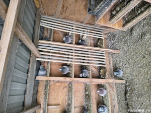 Vand porumbei voiajori  - imagine 2