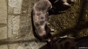 porci de vanzare - imagine 4