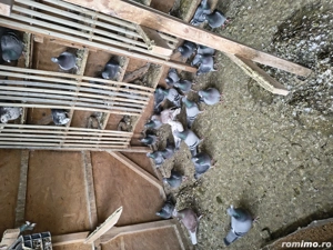 Vand porumbei voiajori  - imagine 3