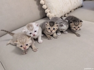 Pui British Shorthair   disponibili pentru rezervare - imagine 2