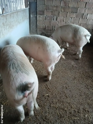 De vânzare porci  110-120 kg - imagine 2