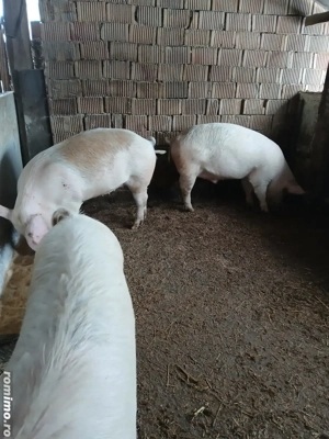 De vânzare porci  110-120 kg - imagine 4