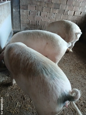 De vânzare porci  110-120 kg - imagine 3