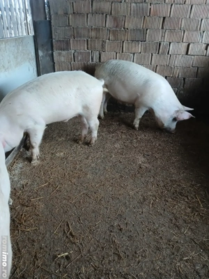 De vânzare porci  110-120 kg - imagine 5