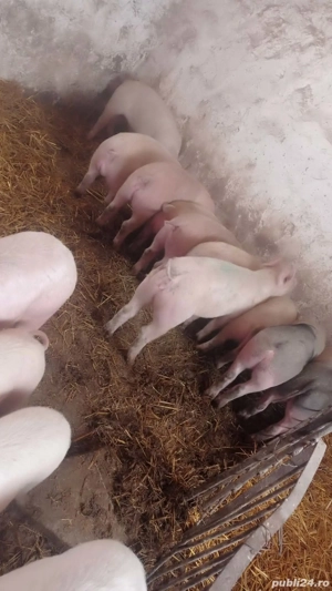 Șoldani rasa de carne  - imagine 2