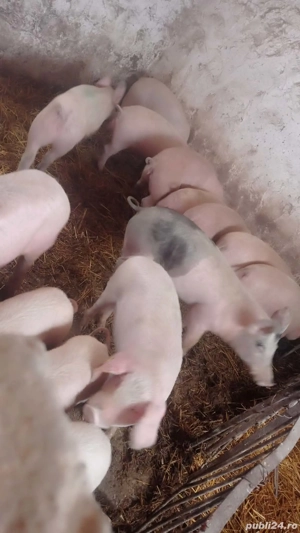 Șoldani rasa de carne 