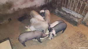 Vând purceii  - imagine 2