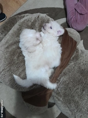 Catelusi dragalai,iubitori și jucăuși!