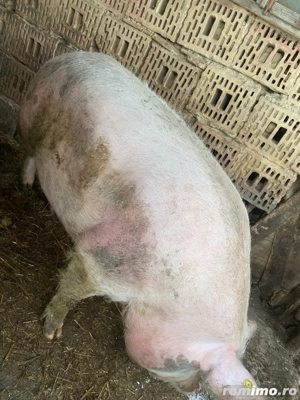 vand doi porci peste 200kg sau schimb cu manza manza plis diferenta unde este cazul - imagine 4