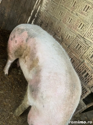 vand doi porci peste 200kg sau schimb cu manza manza plis diferenta unde este cazul - imagine 3