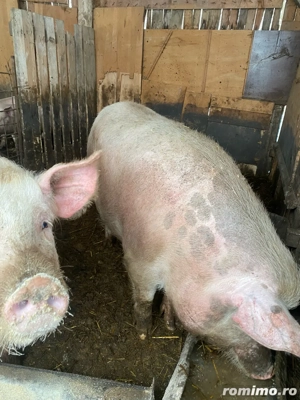 vand doi porci peste 200kg sau schimb cu manza manza plis diferenta unde este cazul - imagine 2