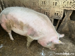 vand doi porci peste 200kg sau schimb cu manza manza plis diferenta unde este cazul