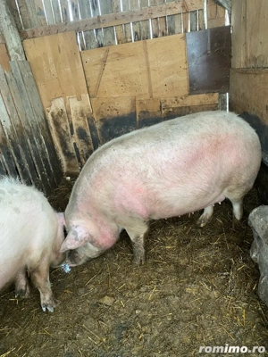 vand doi porci peste 200kg sau schimb cu manza manza plis diferenta unde este cazul - imagine 5