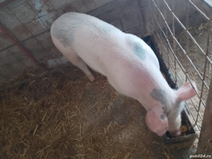 Vând scrofiță landrace