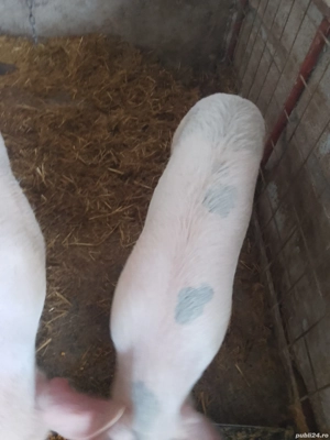 Vând scrofiță landrace - imagine 4