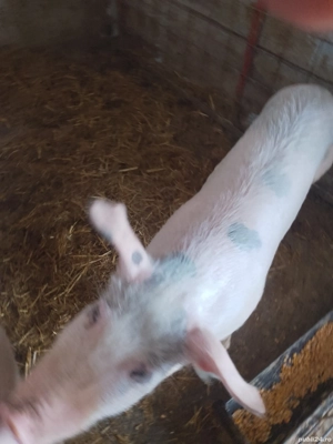 Vând scrofiță landrace - imagine 5