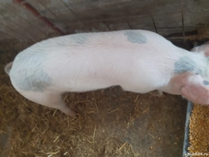 Vând scrofiță landrace - imagine 3