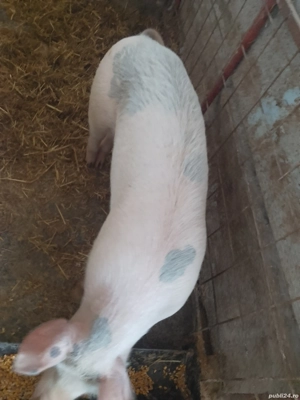 Vând scrofiță landrace - imagine 2