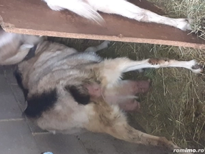 vand capra buna de lapte