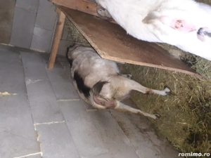 vand capra buna de lapte - imagine 2