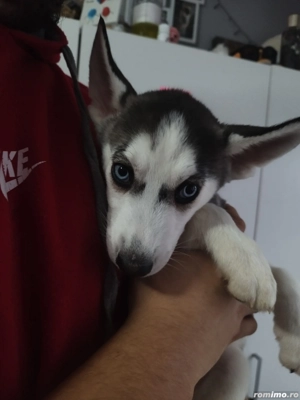 3 pui Husky Siberian